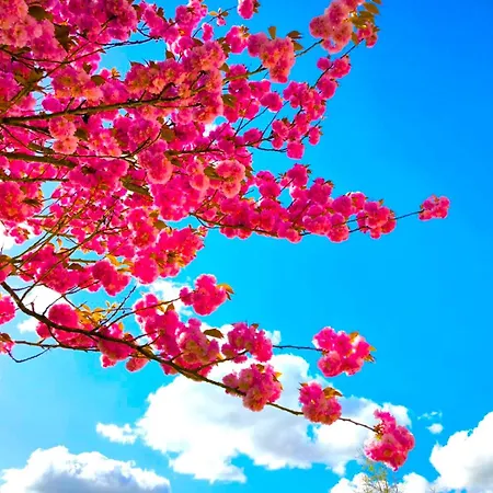 Du Blanchet Tres Agreable Apartament